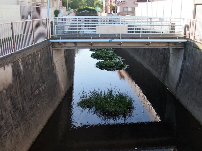 善福寺池が善福寺川の源流となる