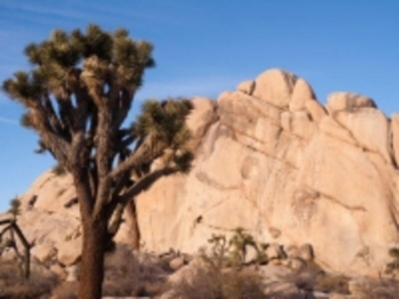 アメリカのオプショナルツアーundefinedベルトラ