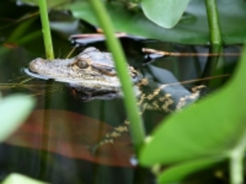 アメリカのオプショナルツアーundefinedベルトラ