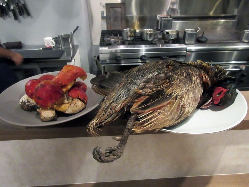 タマゴダケと雉