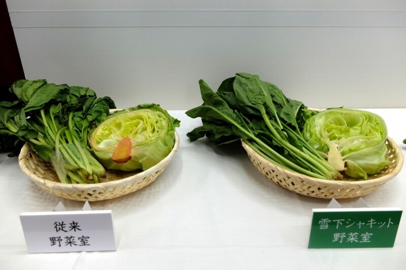 レタスも見た目に明らかな違いが