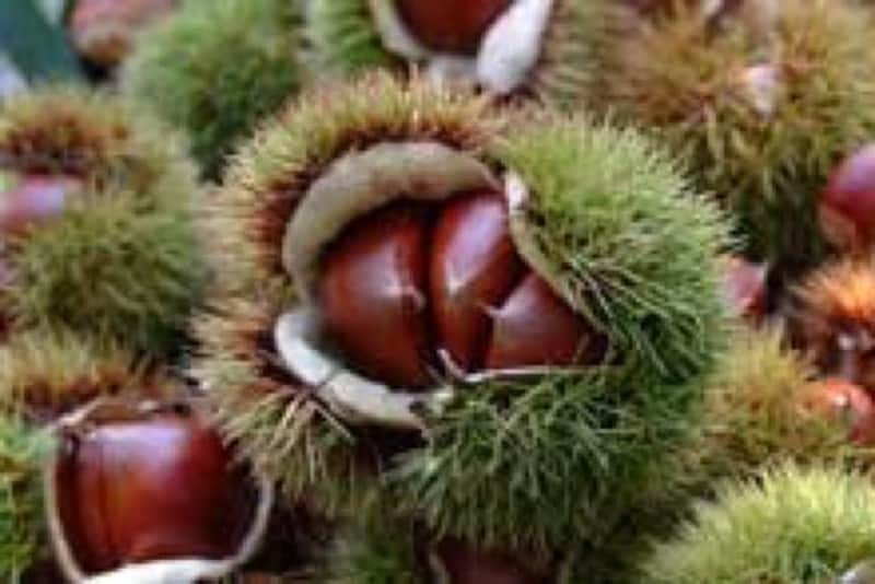 中津川近辺には約13種の栗が生育しているそう