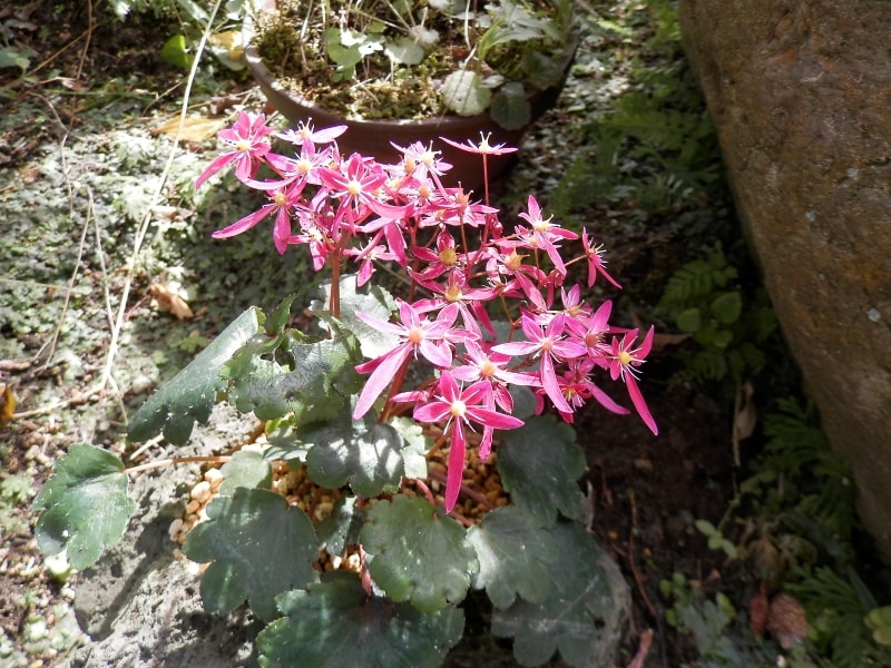 ダイモンジソウの花