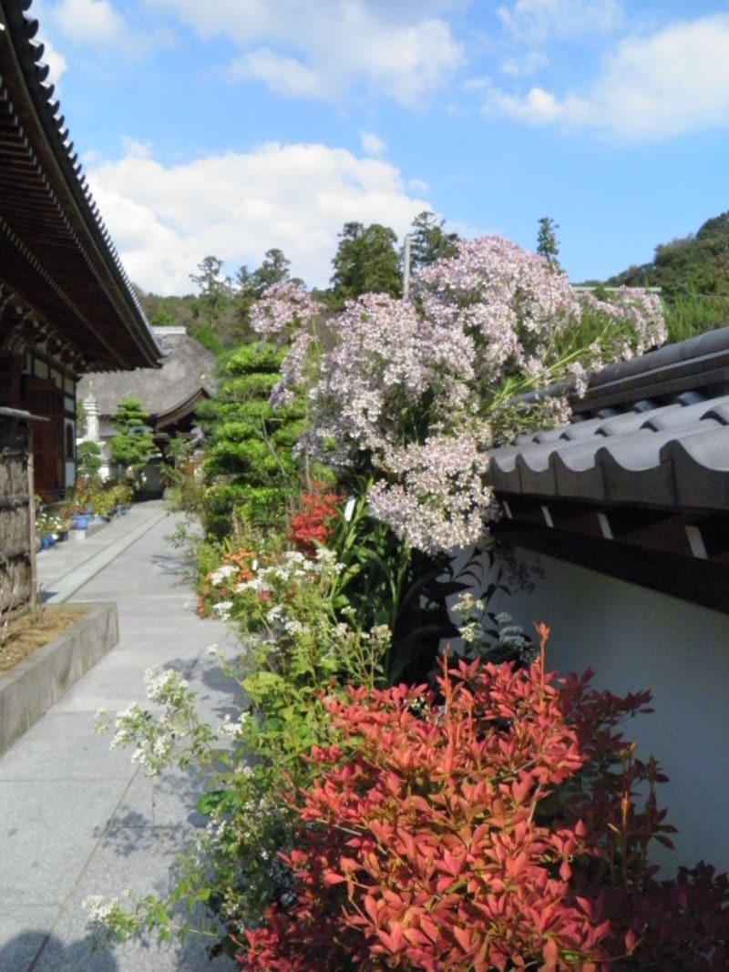 松嶺院のシオン。手前はドウダンツツジの紅葉