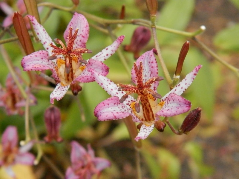 ホトトギスの花