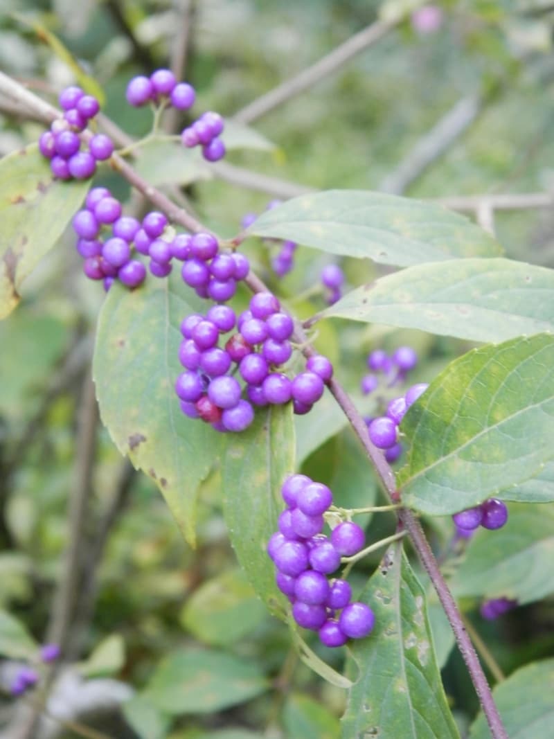 コムラサキの実