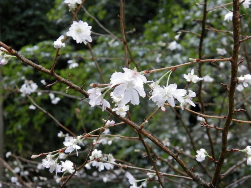 ジュウガツザクラ