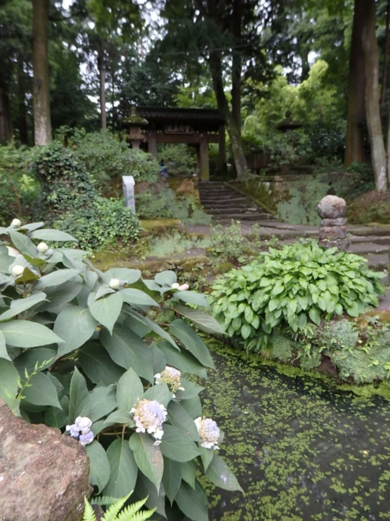 甘露ノ井の脇に咲くタマアジサイ