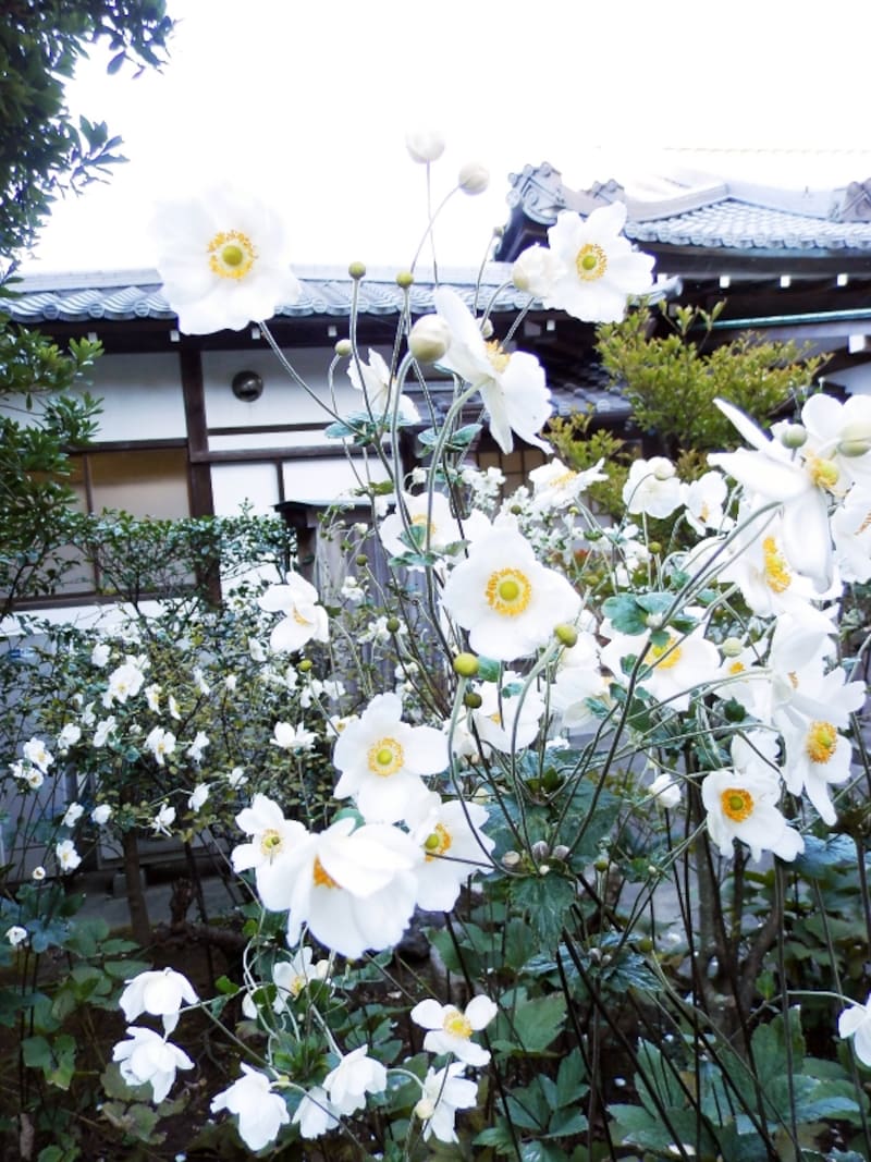 長寿寺の白いシュウメイギク