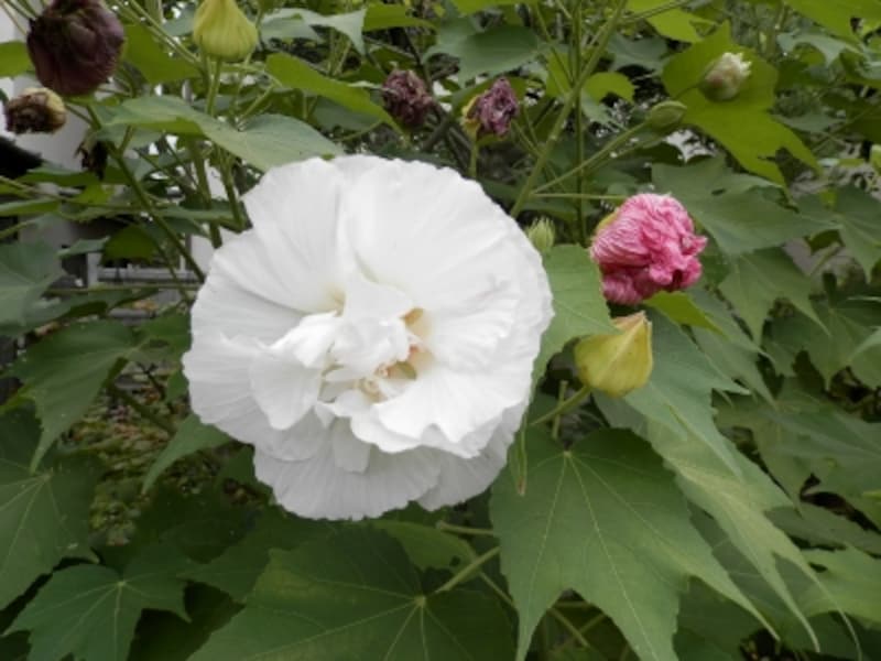 北鎌倉 秋の花々に出会うおすすめ散策コース 鎌倉 江ノ島の観光 旅行 All About