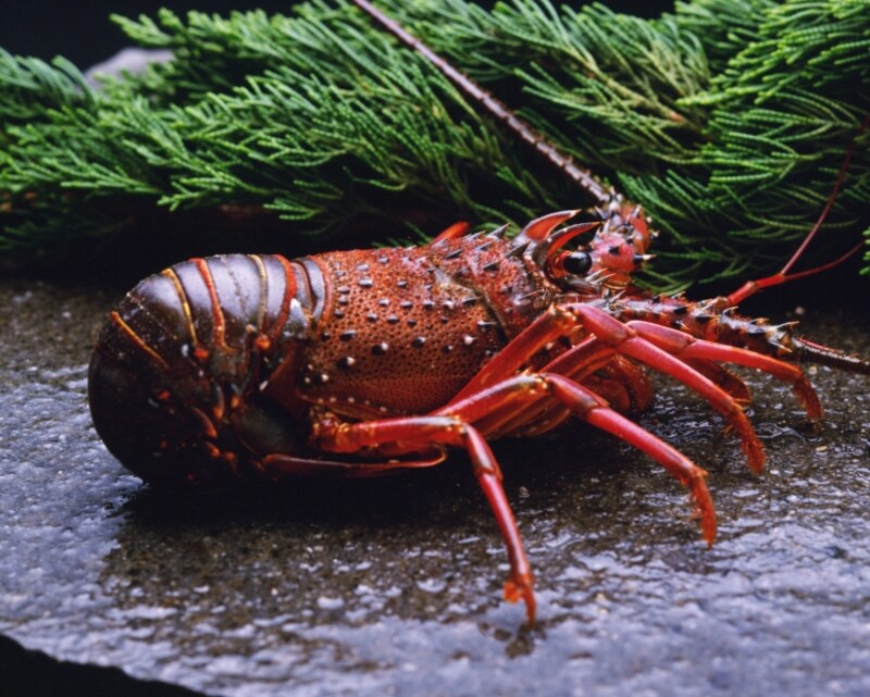 本物のイセエビ