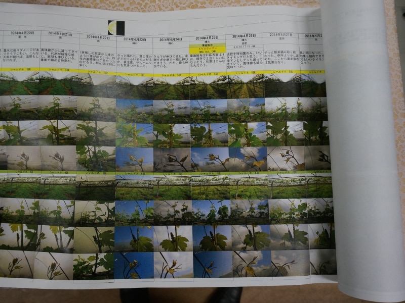 都農ワイン。ブドウの生育状況を細かに記した定点観測の巻物がある。こういった細かな仕事が気候のハンディを克服しているのです