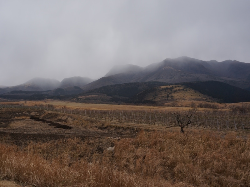 久住ワイナリー。1月の画像なので少し寂しいですが、本当に高くて涼しい立地にあります