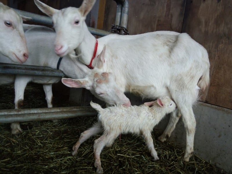 山羊の親子