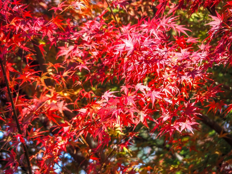 紅葉@兼六園