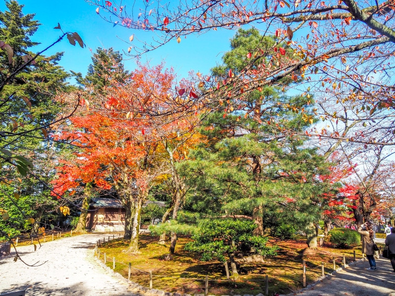 紅葉@兼六園