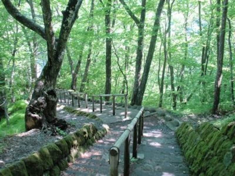 霧降の滝への道。緑の色の美しさに終始息をのむ散策路