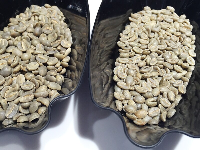 生豆の比較。左：ブルーマウンテンundefined右：ブルボンポワントゥ（縦に長く小さいが、密度が高いため堅い）