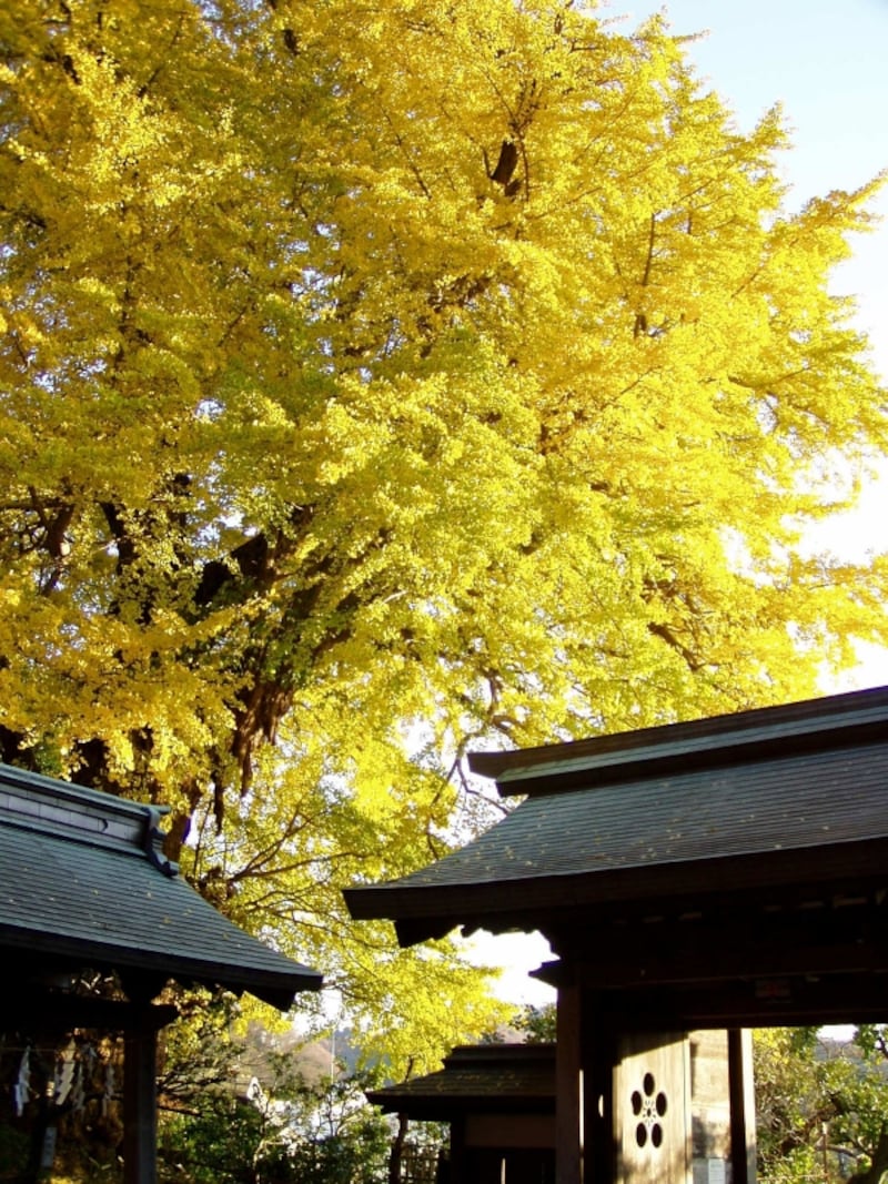 荏柄天神社のイチョウ