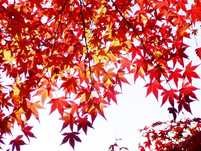 モミジの紅葉
