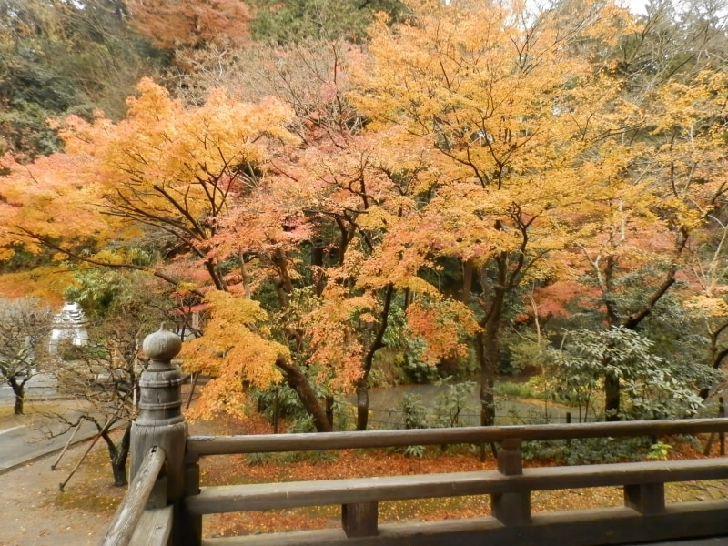妙本寺のお堂の回廊から望む紅葉