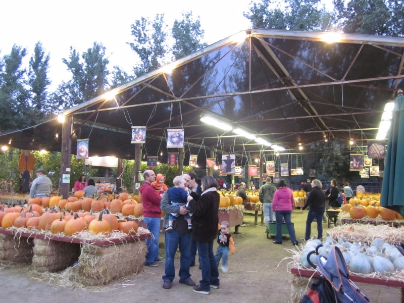 1度は行って見たいパンプキンパッチ！