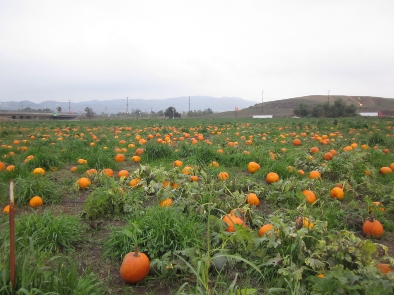 畑から好きなパンプキンを探してこよう！