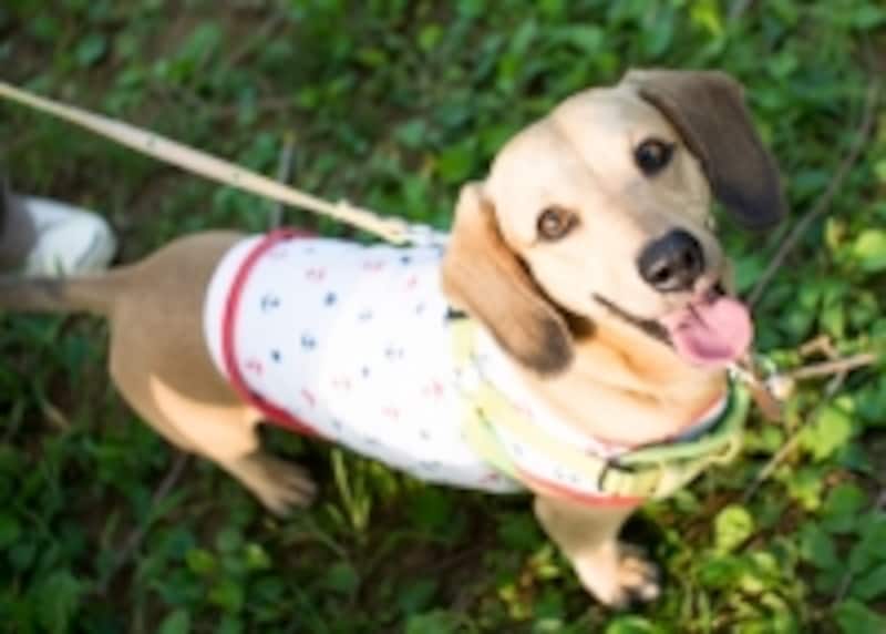 散歩する犬