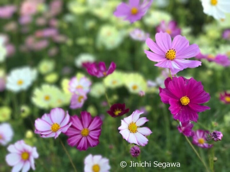 ポートレートモード