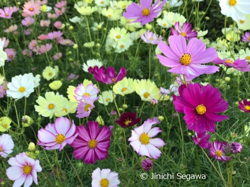 ポートレートモード