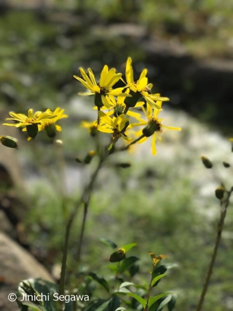 ポートレートモード