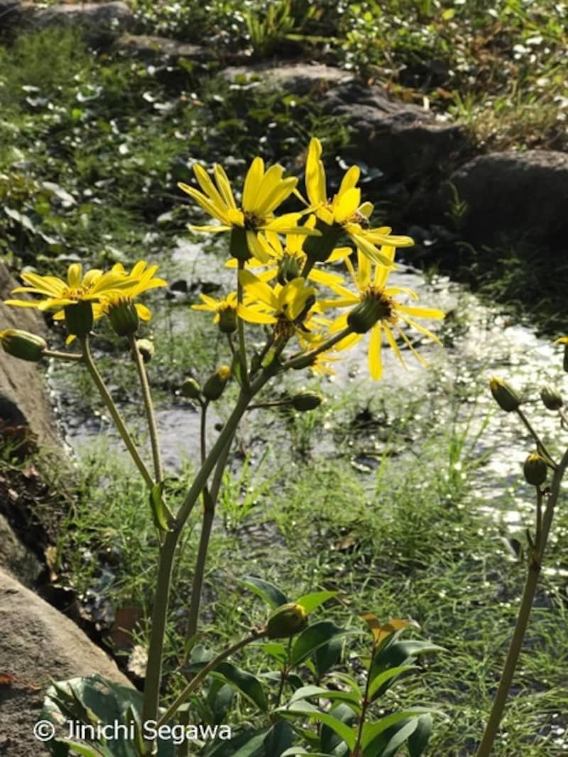 ポートレートモード