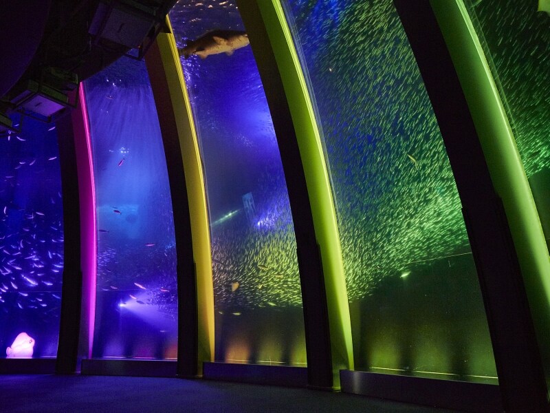 7万尾のイワシが音楽に合わせて煌めく「スーパーイワシイリュージョン~煌めきの舞~」(画像提供:横浜・八景島シーパラダイス)