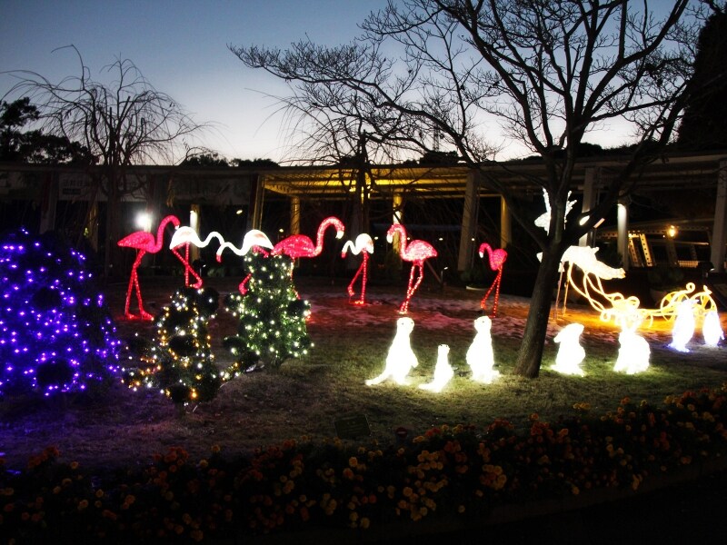 ズーラシアならではのクリスマスイルミネーション（画像提供：ズーラシア）