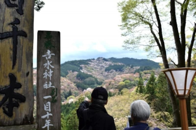吉水神社境内の「一目千本」