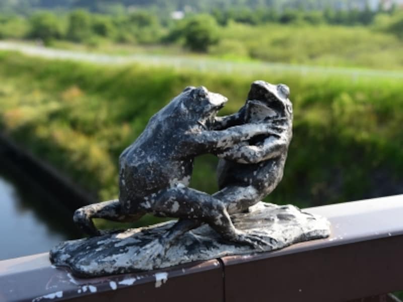 とってもユニークな相撲を取るカエル