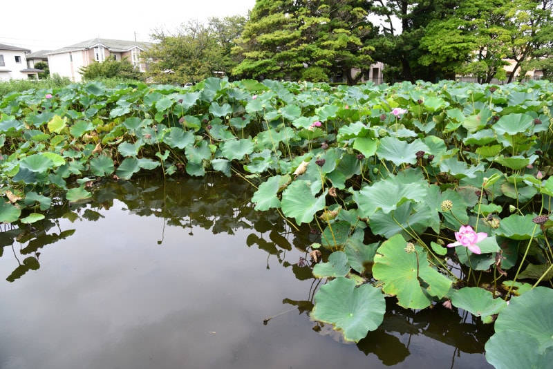 桜小路公園(2017年8月17日撮影)