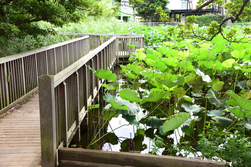 桜小路公園(2017年8月17日撮影)