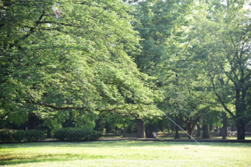 緑豊かな大庭城址公園