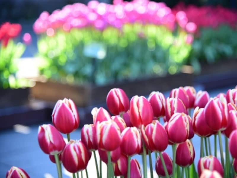 江の島ウィンターチューリップ(2017年1月5日撮影)