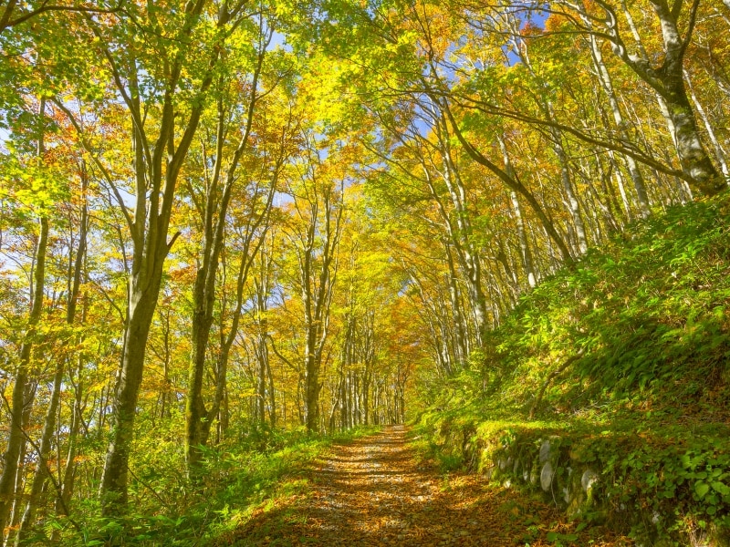 「森林浴」というコンセプトは、デザインの世界に影響を与えています。