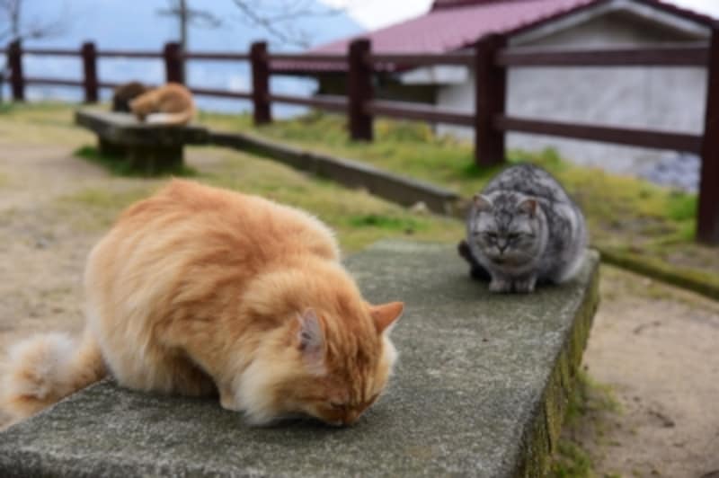 尾道の坂や路地を歩いていると、たくさんのネコに出会う