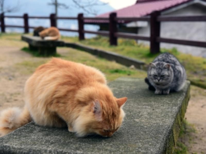 尾道のネコたちは、人によく懐いていて、とても愛くるしい姿を見せてくれる