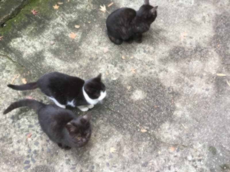 「招き猫美術館」の前では、子ネコたちが集まってきた