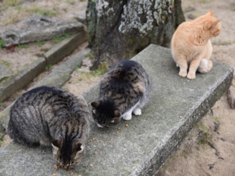広場に集まるネコたち