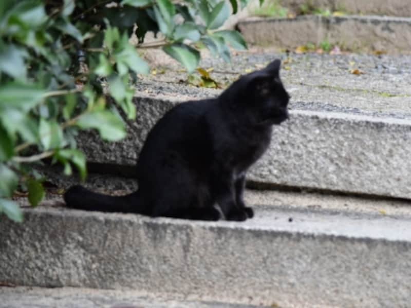 石段の途中にたたずむ黒ネコ
