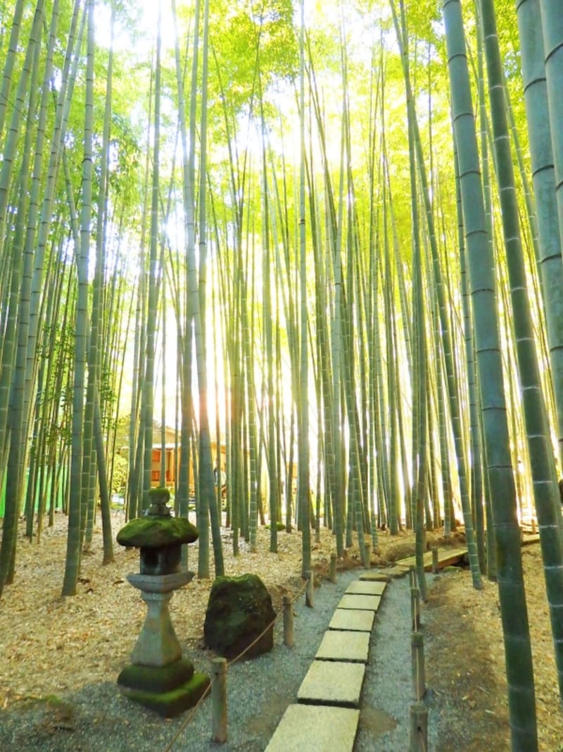 「竹寺」報国寺の竹林