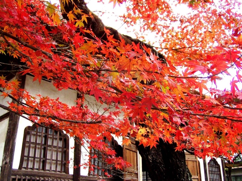 円覚寺の紅葉