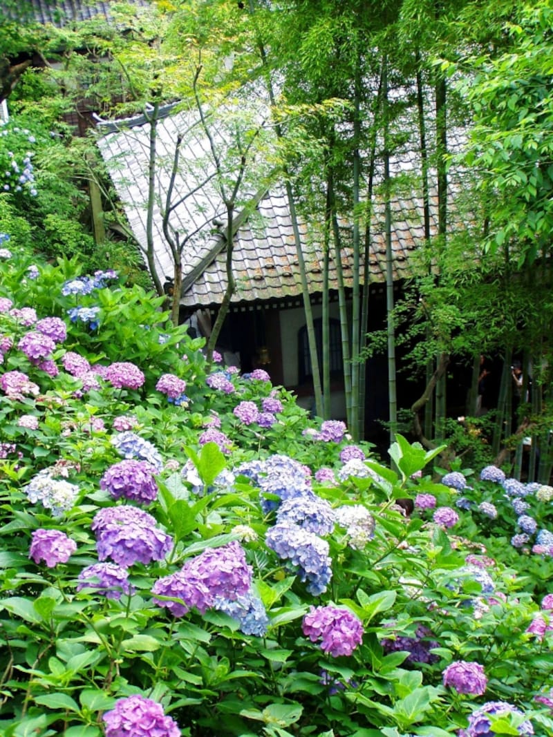 アジサイ咲く長谷寺