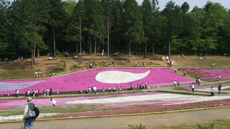 例年5月の連休には芝桜がピンク色の絨毯を敷き詰める羊山公園